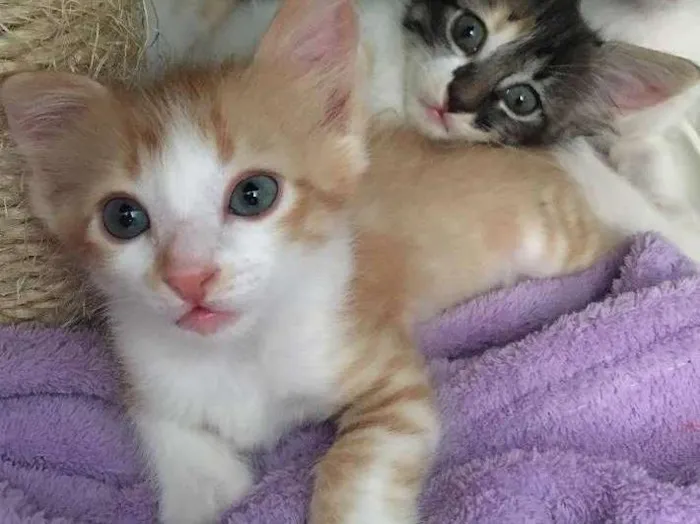 Gato ra a SRD idade Abaixo de 2 meses nome Caramelo