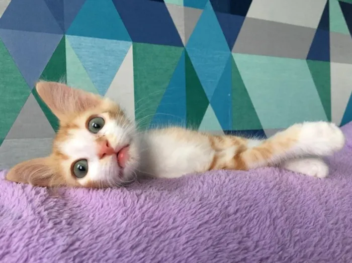 Gato ra a SRD idade Abaixo de 2 meses nome Caramelo