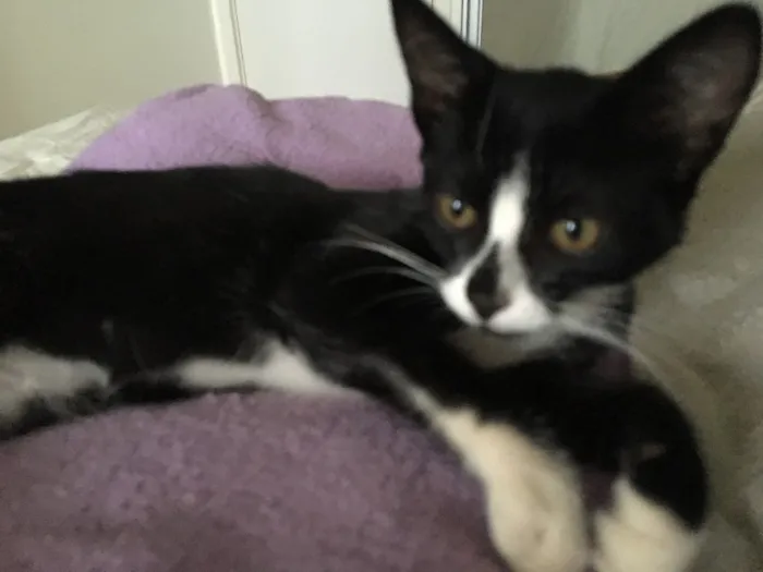 Gato ra a SRD idade 2 a 6 meses nome Jasmine