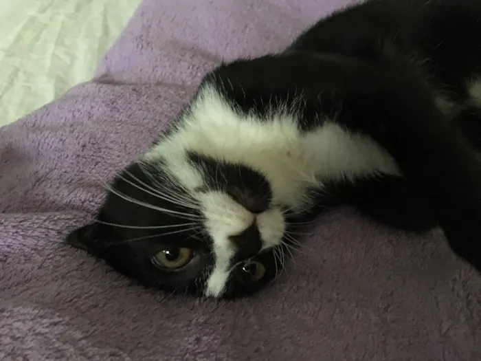 Gato ra a SRD idade 2 a 6 meses nome Jasmine