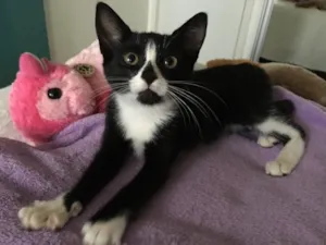 Gato raça SRD idade 2 a 6 meses nome Jasmine