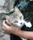 Chiquinha