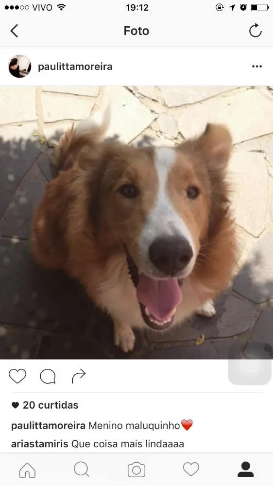 Cachorro ra a Border Collie idade 2 anos nome Ducke