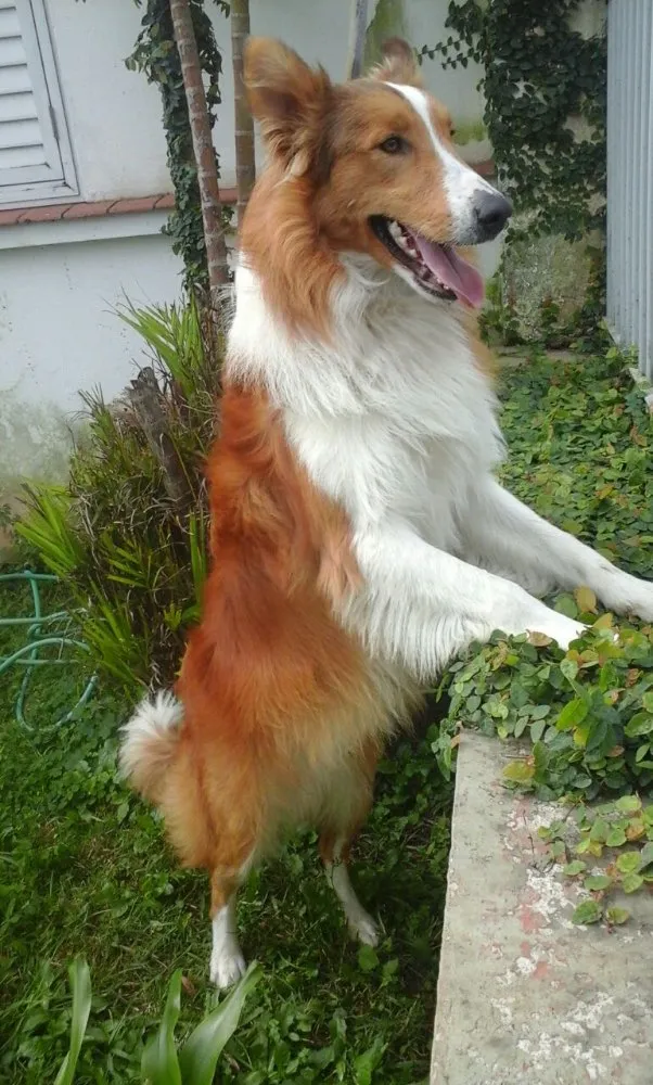 Cachorro ra a Border Collie idade 2 anos nome Ducke