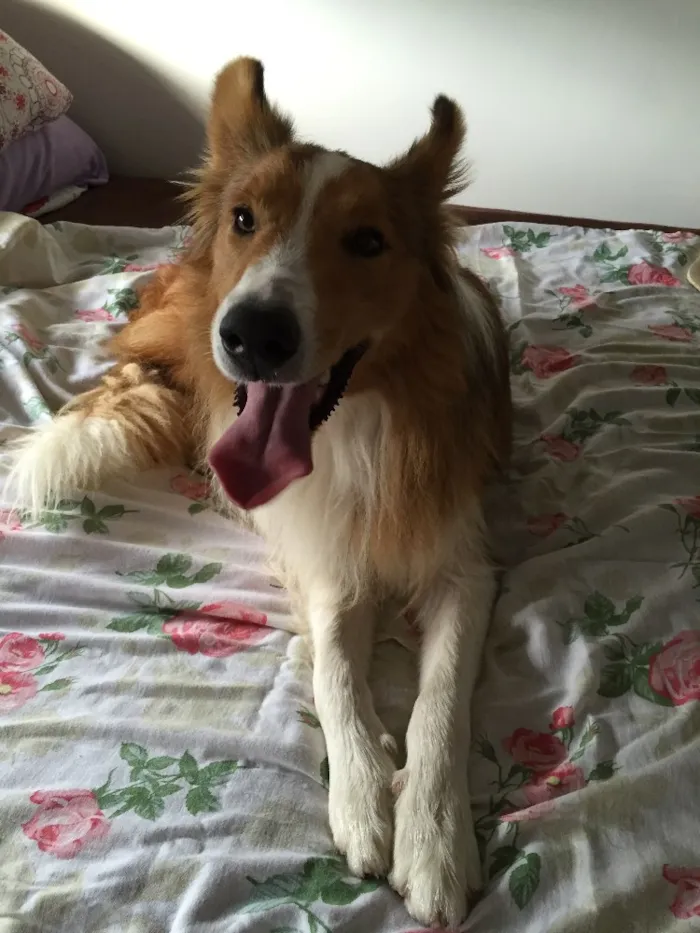 Cachorro ra a Border Collie idade 2 anos nome Ducke