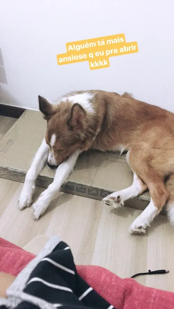 Cachorro ra a Border Collie idade 2 anos nome Ducke