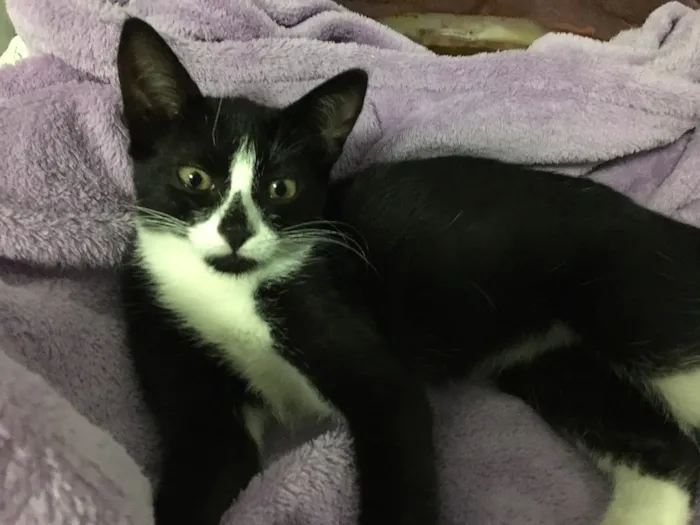 Gato ra a SRD idade 2 a 6 meses nome Jasmine