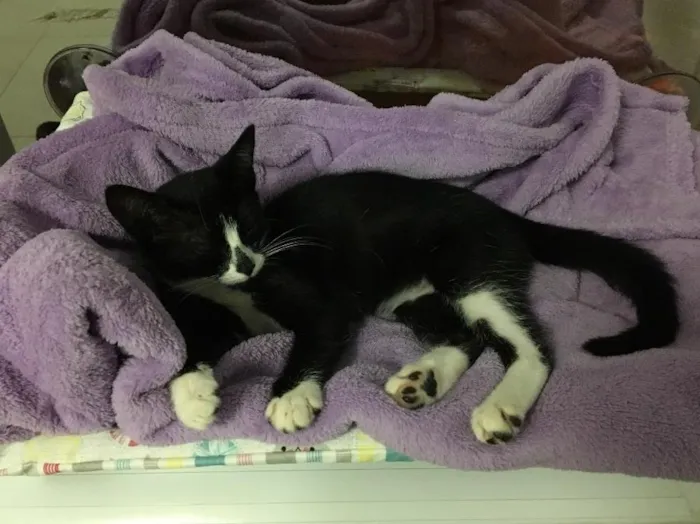 Gato ra a SRD idade 2 a 6 meses nome Jasmine