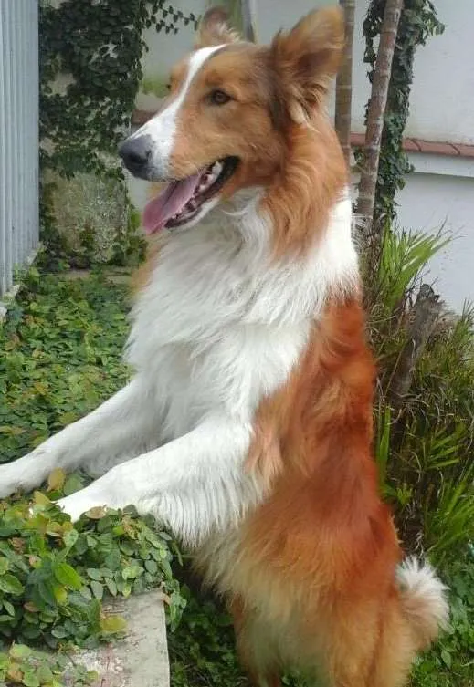 Cachorro ra a Border Collie idade 2 anos nome Ducke