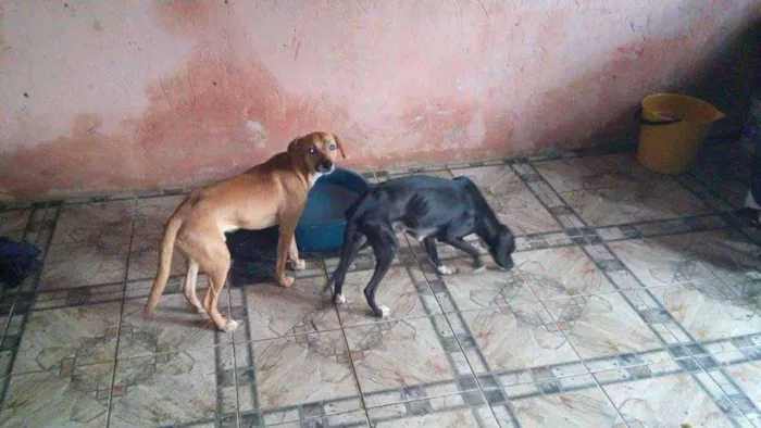 Cachorro ra a Sem raça definida idade 7 a 11 meses nome Magrela