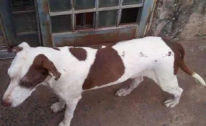 Cachorro raça Sem raça definida idade 7 a 11 meses nome Magrela