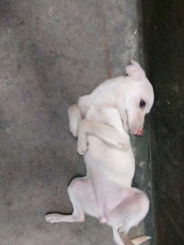 Cachorro ra a N/A idade 7 a 11 meses nome AMELHA