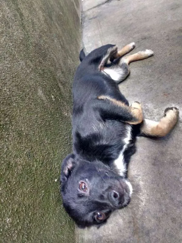 Cachorro ra a PEQUENA idade 7 a 11 meses nome N/A