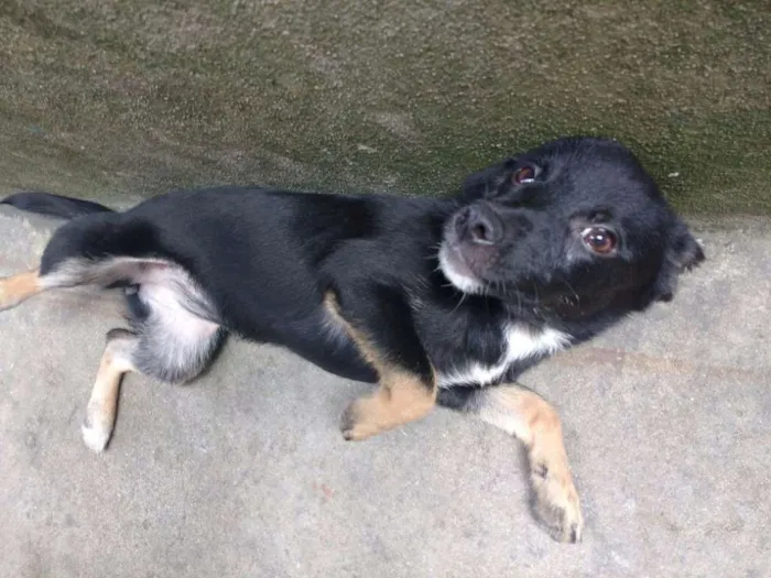 Cachorro ra a PEQUENA idade 7 a 11 meses nome N/A