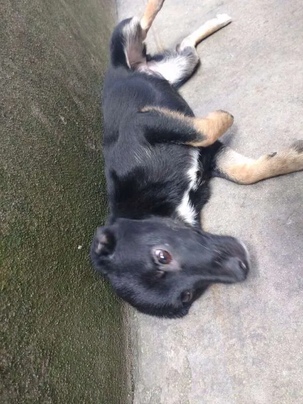 Cachorro ra a PEQUENA idade 7 a 11 meses nome N/A