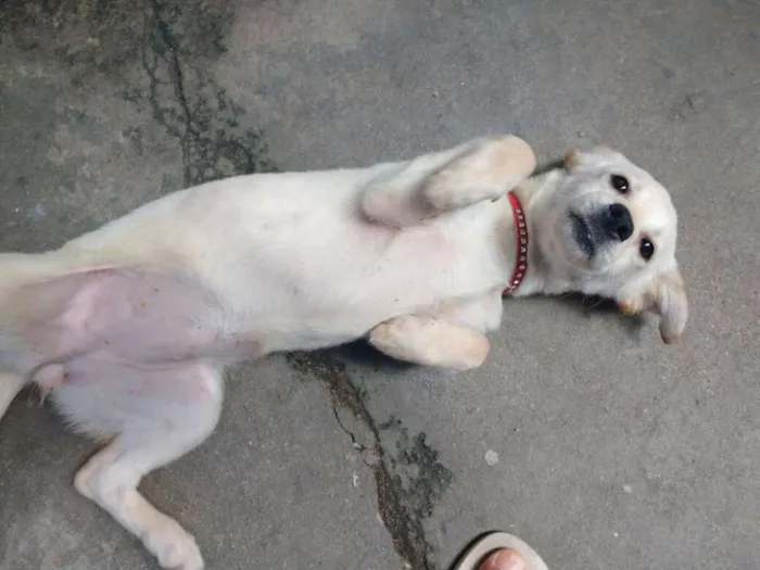 Cachorro ra a PEQUENA idade 7 a 11 meses nome N/A