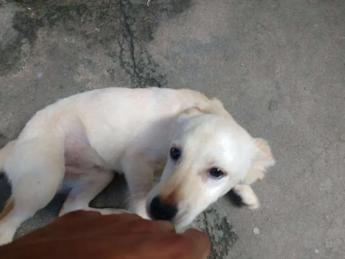 Cachorro ra a PEQUENA idade 7 a 11 meses nome N/A