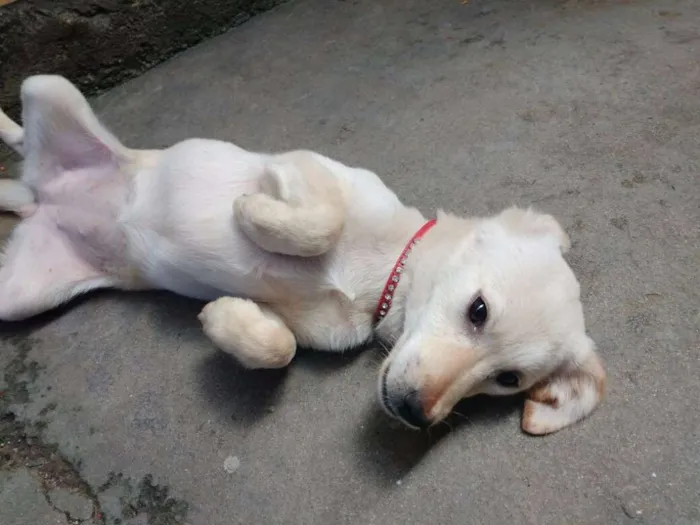 Cachorro ra a PEQUENA idade 7 a 11 meses nome N/A