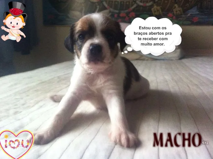 Cachorro ra a SRD idade Abaixo de 2 meses nome sem nome