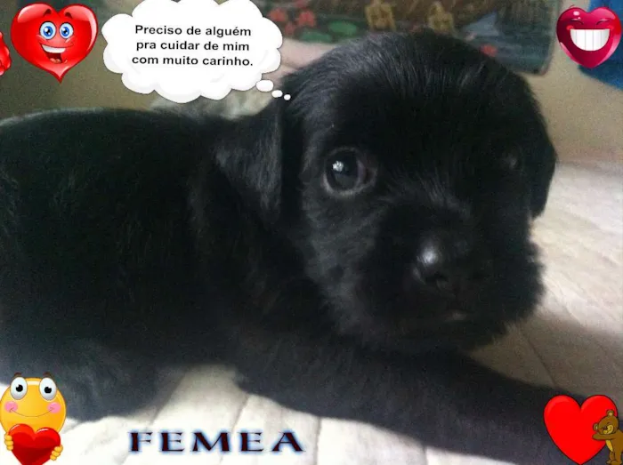 Cachorro ra a SRD idade Abaixo de 2 meses nome sem nome