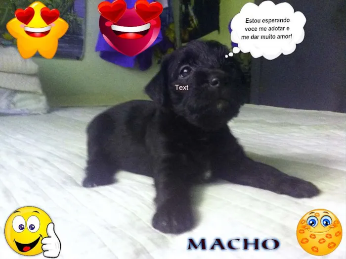 Cachorro ra a SRD idade Abaixo de 2 meses nome sem nome