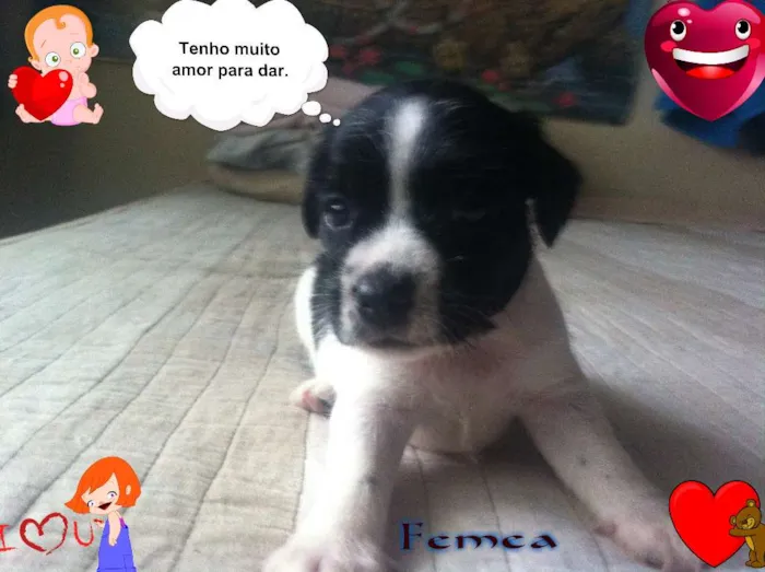 Cachorro ra a SRD idade Abaixo de 2 meses nome sem nome