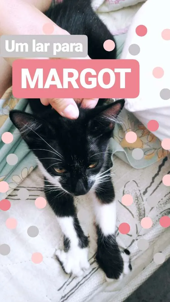Gato ra a  idade 2 a 6 meses nome Margot