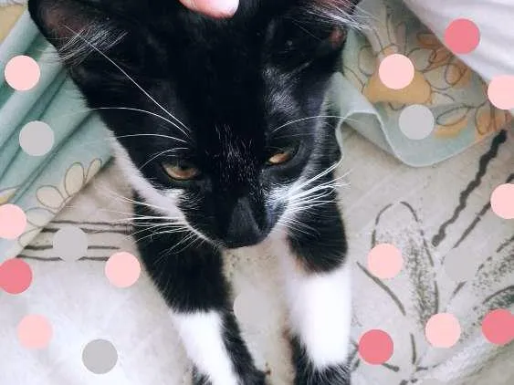 Gato ra a  idade 2 a 6 meses nome Margot