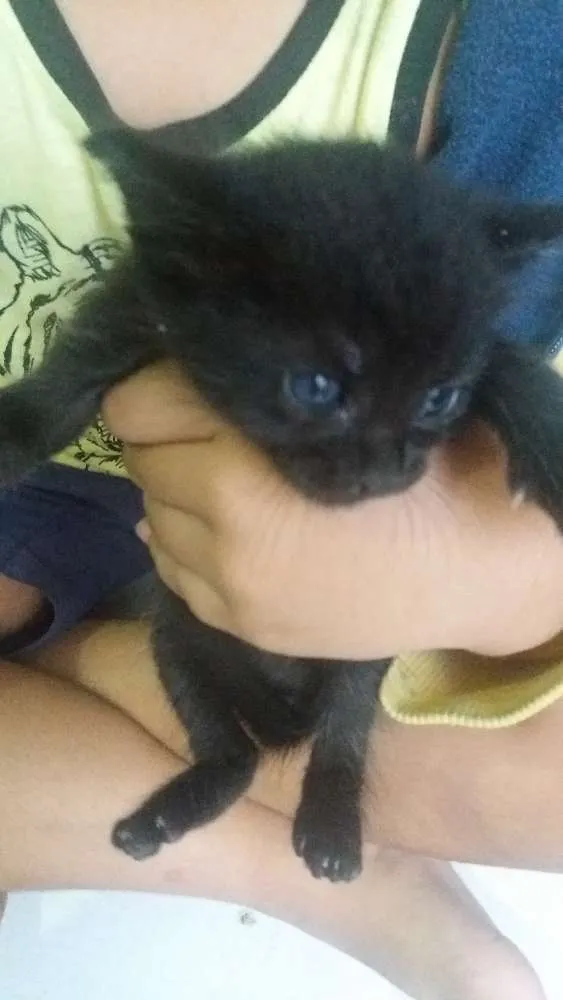 Gato ra a Não sei idade Abaixo de 2 meses nome Mel