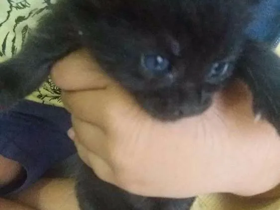 Gato ra a Não sei idade Abaixo de 2 meses nome Mel