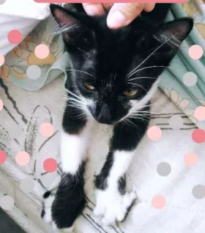 Gato raça  idade 2 a 6 meses nome Margot