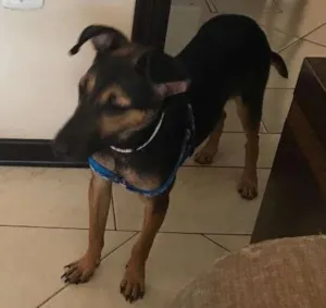 Cachorro raça SRD idade 7 a 11 meses nome Sem nome