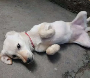 Cachorro raça PEQUENA idade 7 a 11 meses nome N/A