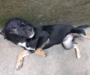 Cachorro raça PEQUENA idade 7 a 11 meses nome N/A