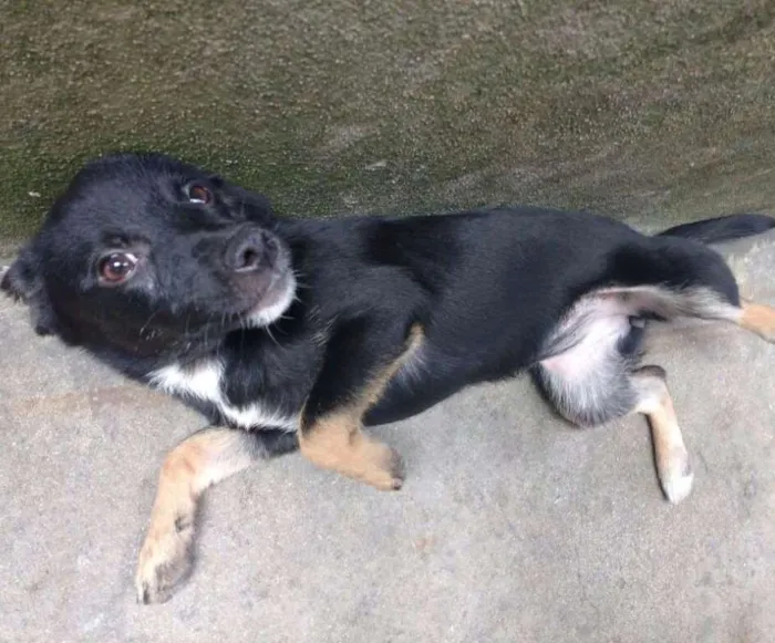 Cachorro ra a PEQUENA idade 7 a 11 meses nome N/A