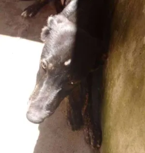 Cachorro raça N/A idade 7 a 11 meses nome FRED