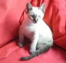 Gato raça  idade Abaixo de 2 meses nome SARA