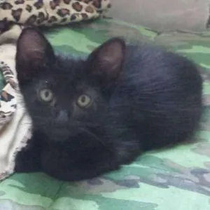 Gato raça  idade Abaixo de 2 meses nome salem