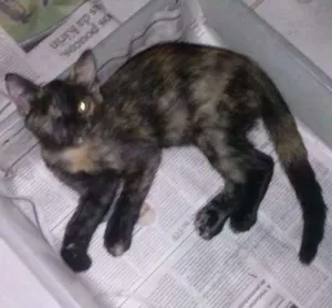 Gato raça  idade 2 a 6 meses nome aurora