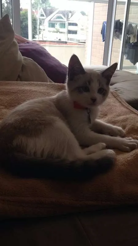 Gato ra a RND idade 7 a 11 meses nome Zabra 