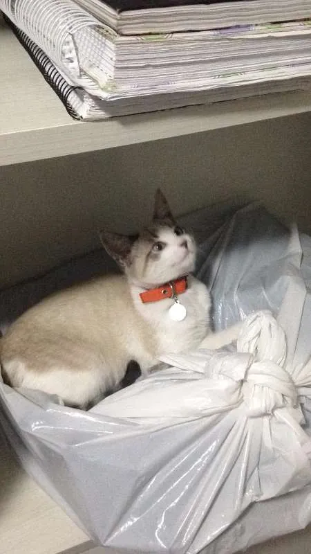 Gato ra a RND idade 7 a 11 meses nome Zabra 