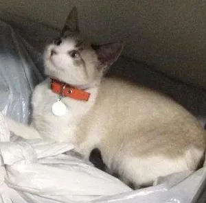 Gato raça RND idade 7 a 11 meses nome Zabra 