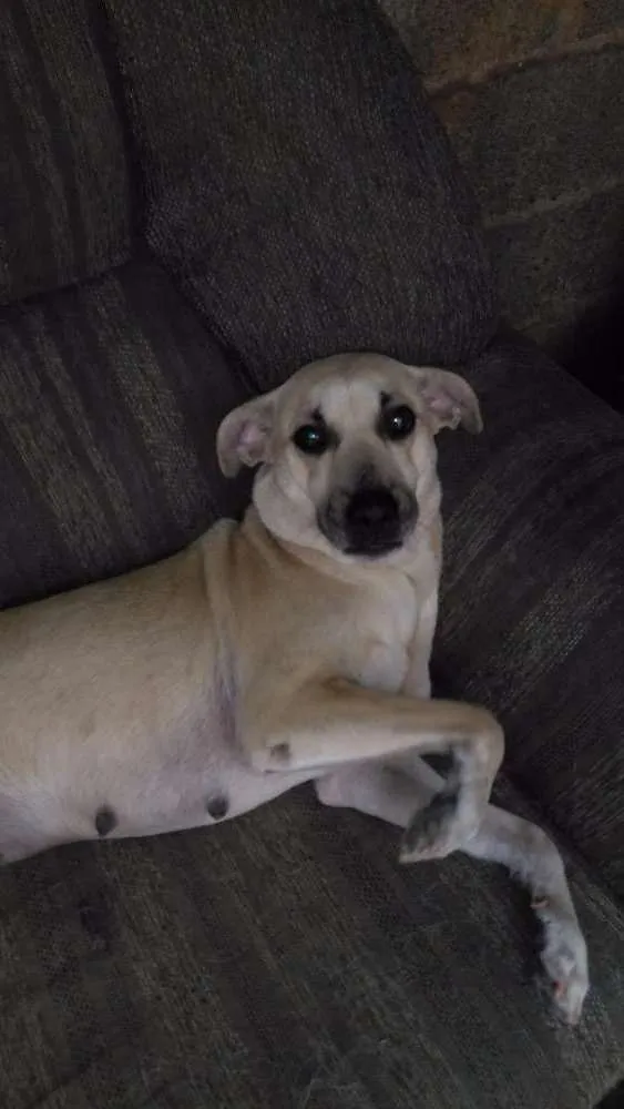 Cachorro raça Vira lata idade 5 anos nome Kira