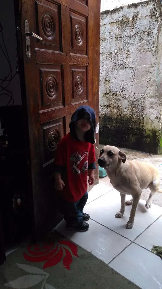 Cachorro raça Vira lata idade 5 anos nome Kira