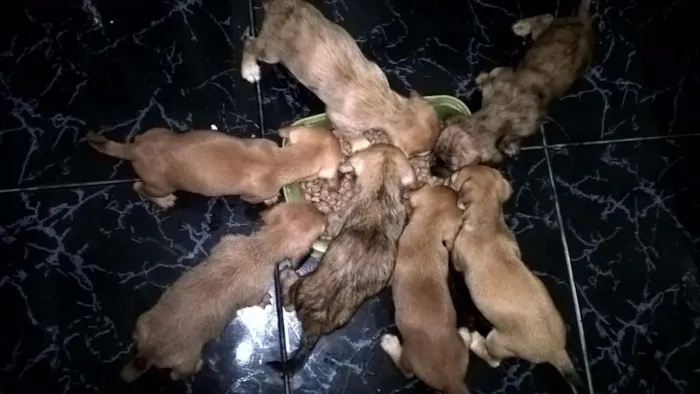 Cachorro ra a srd idade Abaixo de 2 meses nome sem nome