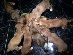Cachorro raça srd idade Abaixo de 2 meses nome sem nome
