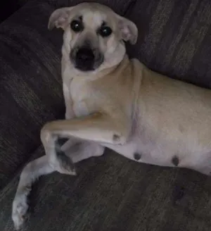 Cachorro raça Vira lata idade 5 anos nome Kira