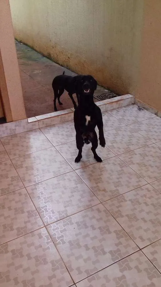 Cachorro ra a Não definida  idade 1 ano nome Ice