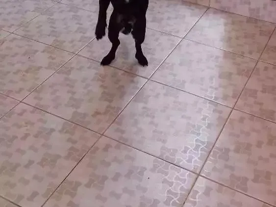 Cachorro ra a Não definida  idade 1 ano nome Ice
