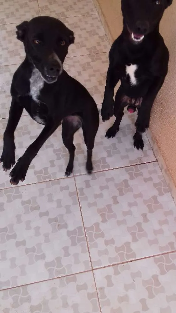 Cachorro ra a Não definida  idade 1 ano nome Nina 